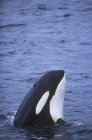 Balena assassina che salta nell'acqua della Columbia Britannica, Canada . — Foto stock