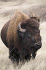 Американський бізон бика на пасовищі у вітер печер національного парку, Південна Дакота, Сполучені Штати Америки. — стокове фото