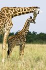 Giraffe taking care of calf in grassland of Masai Mara Reserve, Kenya, East Africa — Stock Photo