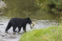 Black bear with chum salmon caught in Fish Creek, Tongass National Forest, Alaska, USA — Stock Photo