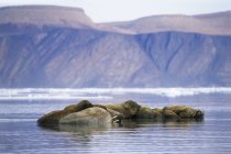 Atlantische Walrosse ruhen in der eisigen Landschaft des Alexandra-Fjords, Ellesmere Insel, Kanadische Hocharktis — Stockfoto