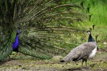 Male peacock displaying feathers in front of female peacock. — Stock Photo