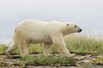 Oso polar caminando en la costa herbácea y rocosa en Churchill, Manitoba, Canadá - foto de stock