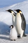 Pingüinos Emperadores con polluelos en la Isla Snow Hill, Mar de Weddell, Antártida - foto de stock