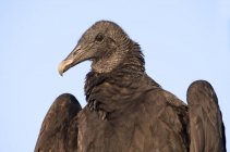 Portrait of black vulture bird against blue sky. — Stock Photo