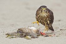 Merlin falcão empoleirado na praia e alimentando-se de presas, close-up — Fotografia de Stock