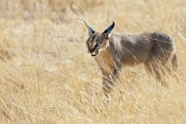 Каракал полювання у високій траві луг в Самбур Національний парк, Кенія, Східна Африка — стокове фото