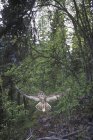 Northern spotted owl flying in forest of British Columbia, Canada. — Stock Photo