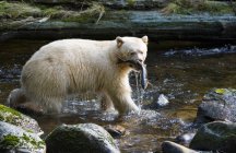 Kermode-Bär mit Fischfang im großen Bären-Regenwald, Britisch Columbia, Kanada — Stockfoto