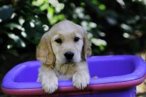 Cachorro de raza pura golden retriever de pie en canasta púrpura . - foto de stock
