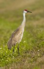 Sandhill crane standing in green meadow grass — Stock Photo