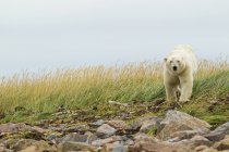 Orso polare che cammina sulla riva erbosa e rocciosa nella nebbia, Churchill, Manitoba, Canada — Foto stock