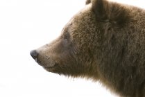 Semear o perfil urso pardo no fundo branco . — Fotografia de Stock
