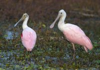 Dois pássaros da colherada de roseate que estão na água do pântano . — Fotografia de Stock