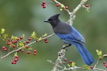 Blue-feathered Steller jay bird perching on branch with berries. — Stock Photo
