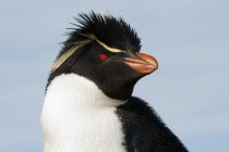 Pingüino Rockhopper contra el cielo azul en las Islas Malvinas, Océano Atlántico Sur - foto de stock