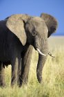 Африканський слон бика стоячи в лузі Самбур Національний парк, Кенія, Східна Африка — стокове фото