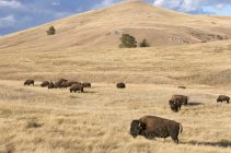 Amerikanische Bisons auf Grasland im Windhöhlen-Nationalpark, South Dakota, Vereinigte Staaten von Amerika. — Stockfoto