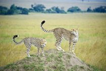 Erwachsene und junge Geparden auf der Jagd von Termitenhügeln, Masai-Mara-Reservat, Kenia, Ostafrika — Stockfoto