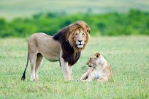 Leone e leonessa sul prato della Riserva Naturale Masai Mara, Kenya, Africa Orientale — Foto stock
