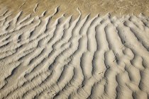 Sand dunes detail of Great Sandhills of Saskatchewan near Sceptre, Canada — Stock Photo