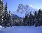 Monte Burgess y bosque nevado en el Parque Nacional Yoho, Columbia Británica - foto de stock