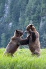 Двох ведмедів Грізлі грає в зелений Луговий газон. — стокове фото