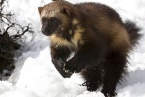 Wolverine saltando na neve da estrada Dempster, Yukon . — Fotografia de Stock
