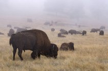 Bisonti americani nella nebbia nel Parco Nazionale Theodore Rooosevelt, Dakota del Nord, Stati Uniti d'America
. — Foto stock