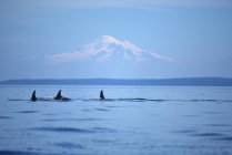 Balene assassine che nuotano davanti alle montagne olimpiche, Vancouver Island, Columbia Britannica, Canada . — Foto stock