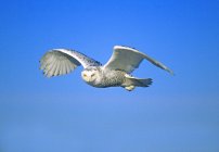 Доросла засніжена сова, що летить на блакитне небо . — стокове фото