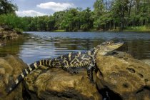 Giovane alligatore americano sulla riva rocciosa del fiume in Florida centrale, Stati Uniti . — Foto stock