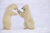 Ursos polares lutando na neve perto de Churchill, Manitoba, Canadá . — Fotografia de Stock