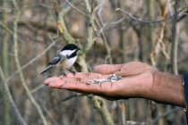 Чоловіча рука годує чорношкірих птахів, крупним планом — стокове фото