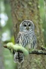 Дорослі заборонили сова, що сідає на гілку мохоподібного дерева в дощовому лісі . — стокове фото