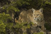 Bobcat si nasconde nei rami della foresta montana, Montana, USA . — Foto stock
