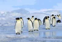 Група Імператорські пінгвіни, повернувшись з поїздки нагулу, сніг пагорбі острова, Weddell море, Антарктида — стокове фото