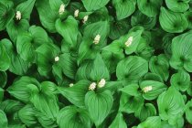 Falsos lirios del Valle plantas con flores y hojas verdes - foto de stock
