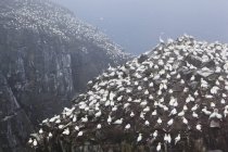 Kolonie nistender Basstölpel am nebligen Morgen am Vogelfelsen auf Neufundland, Kanada. — Stockfoto