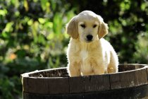 Purebred golden retriever puppy standing in wooden barrel. — Stock Photo