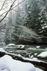 Tamahi riacho fluindo de gama Cascade, British Columbia, Canadá . — Fotografia de Stock