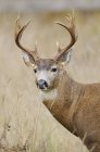 Close up shot of Mule Deer in grass — Stock Photo