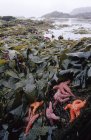 Estrella de mar y algas marinas en Mackenzie Beach, Pacific Rim National Park, Vancouver Island, Columbia Británica, Canadá . - foto de stock