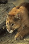 Cougar crouching near log outdoors, close-up. — Stock Photo