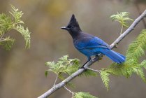 Pájaro jay Steller de plumas azules posado sobre un árbol de coníferas . - foto de stock