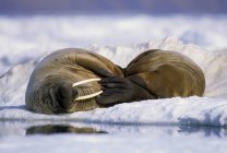 Morses de l'Atlantique (Odobenus rosmarus rosmarus) rôdant sur la banquise, fjord Alexandra, centre-est de l'île d'Ellesmere, Haut-Arctique canadien — Photo de stock