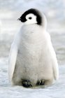 Cute emperor penguin chick standing in snow on Snow Hill Island, Weddell Sea, Antarctica — Stock Photo