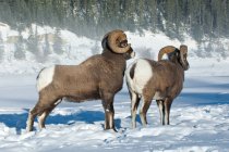 Бигхорн овцы бараны, стоящие на снегу в Джаспер Национальный парк, Альберта, Канада — стоковое фото