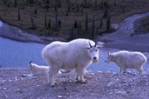 Стадо горных коз с видом на реку Атабаска в Национальном парке Джаспер, Альберта, Канада — стоковое фото