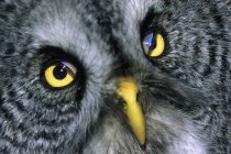 Close-up retrato de adulto grande coruja cinza . — Fotografia de Stock